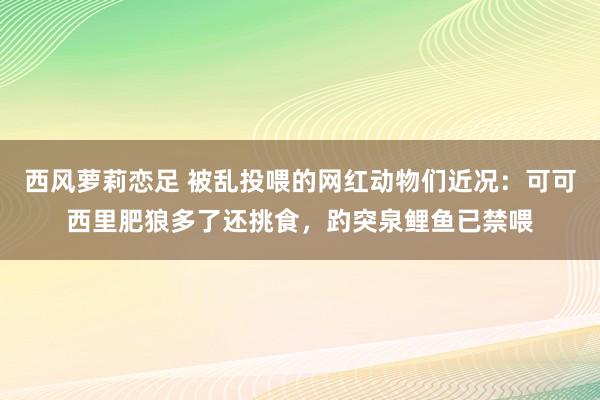 西风萝莉恋足 被乱投喂的网红动物们近况：可可西里肥狼多了还挑食，趵突泉鲤鱼已禁喂