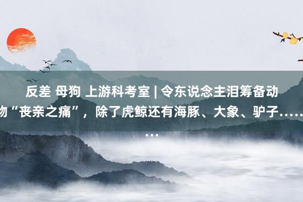 反差 母狗 上游科考室 | 令东说念主泪筹备动物“丧亲之痛”，除了虎鲸还有海豚、大象、驴子……